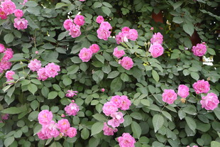 蔷薇花