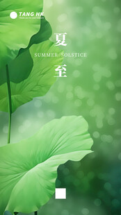 夏日荷叶清新景致