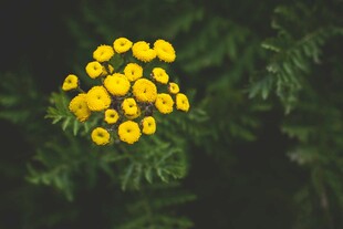 黄色小花
