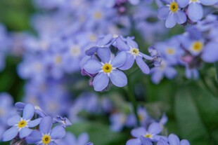 紫色小花