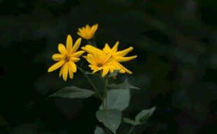 黄色小花绽放