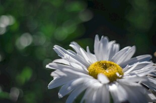 白色雏菊特写