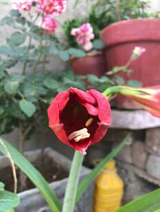花卉花草摄影