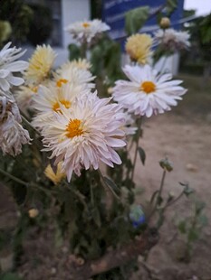 清新雏菊