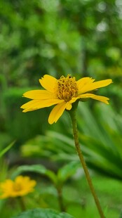 黄色小花