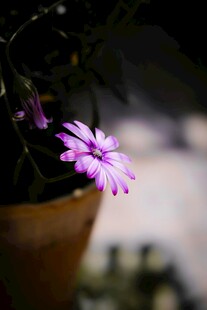 紫色小花