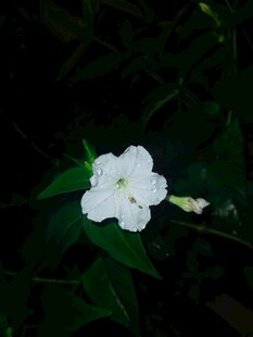 白色单朵小花