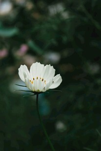 洁白小花