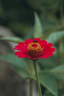 娇艳红花朵绽放生机