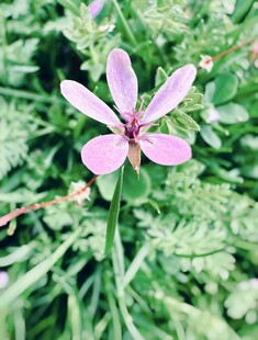粉色小花