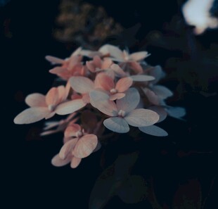 梦幻粉色绣球花特写