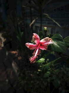 娇艳木槿花
