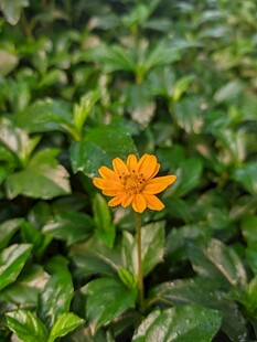 绿叶丛中一朵小花