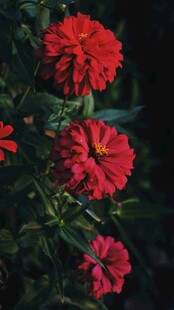 鲜艳红色花朵绽放