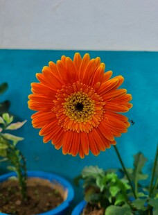 橙色菊花
