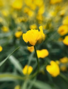 黄色小花