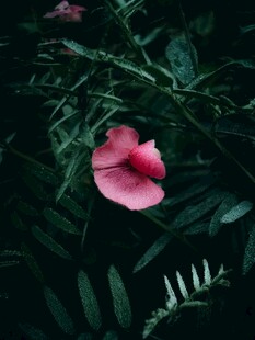 娇艳粉花