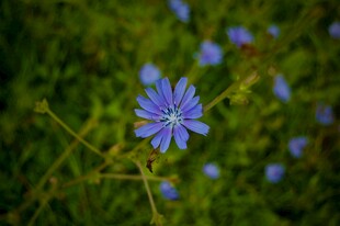 蓝花绽放