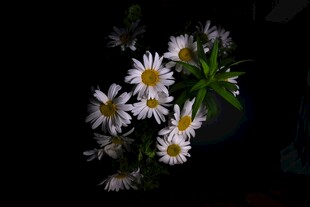 清新小雏菊