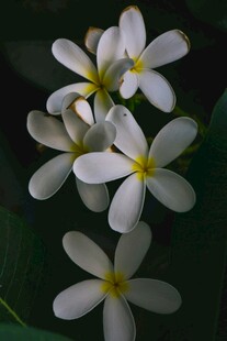 素雅鸡蛋花