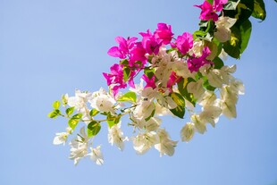 美丽花朵