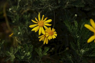 黄色小花