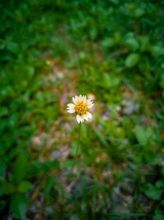 小黄花