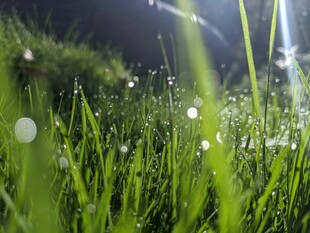 阳光下的嫩绿草地露珠