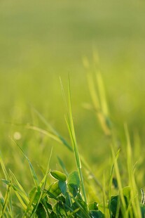嫩绿青草特写