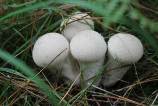 草丛中的白色蘑菇