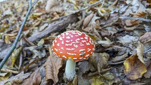 蘑菇摄影