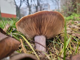 草地上的棕色蘑菇