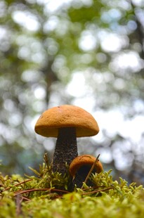 林间蘑菇