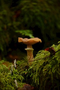 森林中生长的蘑菇