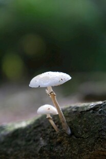 木上双生小白蘑菇