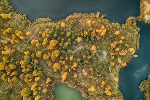 斑斓树林鸟瞰图