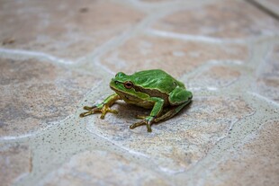 绿色青蛙蹲在石质地面上