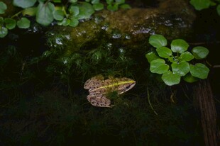 水中青蛙与浮萍