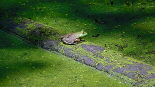 池塘青蛙