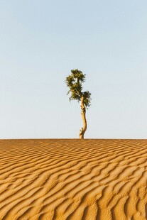 沙漠中的孤独棕榈树