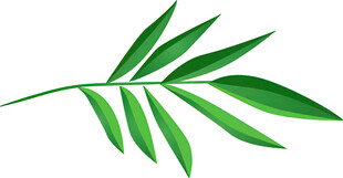 翠绿叶片 清新自然植物