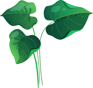 三片翠绿心形叶片植物