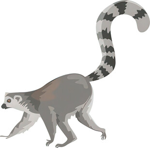 狐猴插画