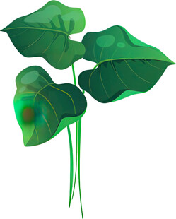 翠绿海芋植物插画