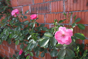 月季花