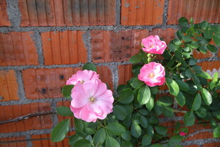 月季花