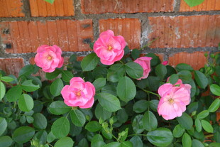 月季花