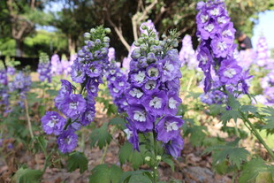  高翠雀花