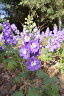  高翠雀花