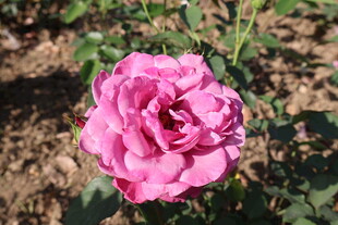 月季花